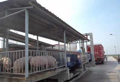 豬場(chǎng)售豬臺(tái)上懸掛220V微型電動(dòng)葫蘆的真實(shí)用處